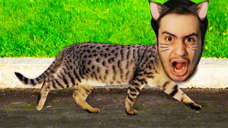 تبدیل شدن به گربه | Stray (ای...