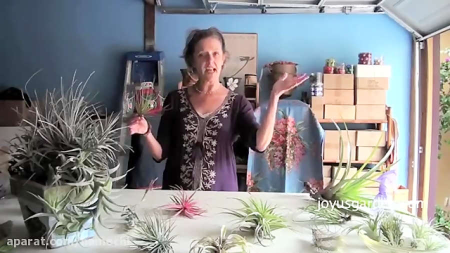 چگونگی مراقب از گیاهان هوازی