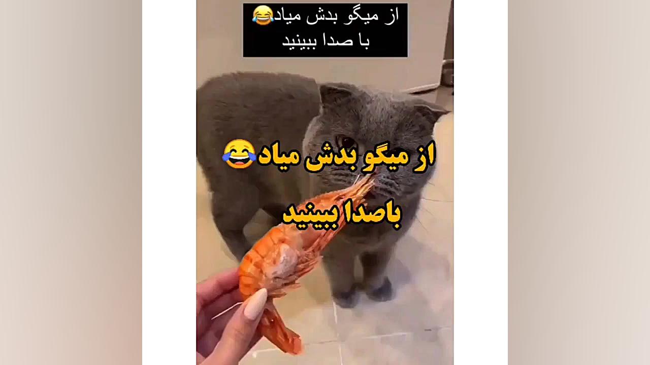 طنز خنده دار جالب گربه حالش بد...