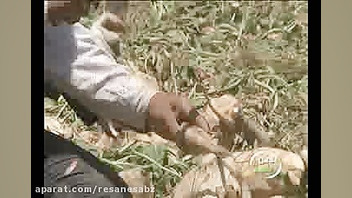 کشت پاییزه چغندرقند  برنامه تل...