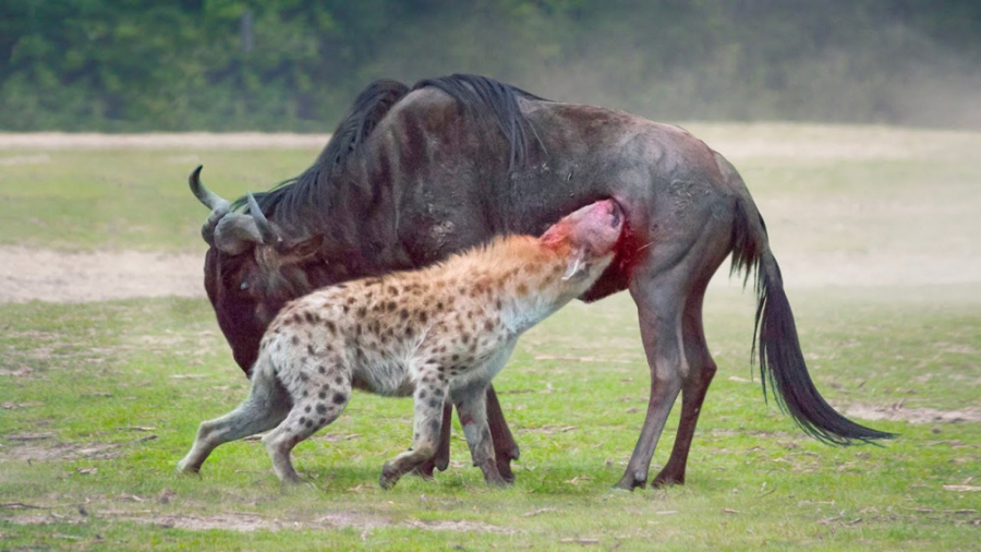 13 لحظه وحشتناک حیوانات طعمه خ...