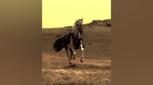 بوی پیراهن خونین کسی می آید. س...