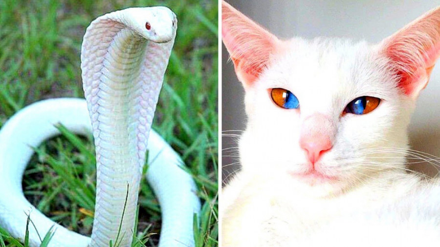 مستند حیات وحش | کمیاب ترین حی...