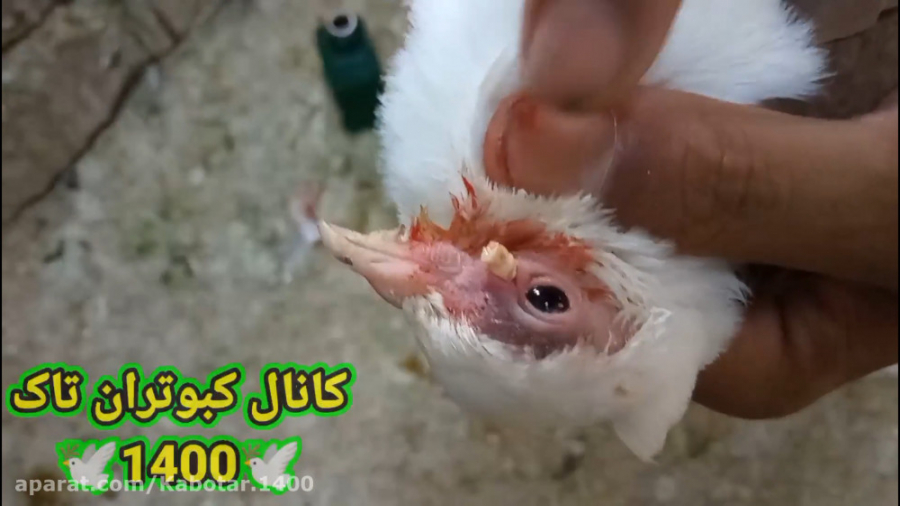 درمان آبله چشم کبوتر درخواستی...