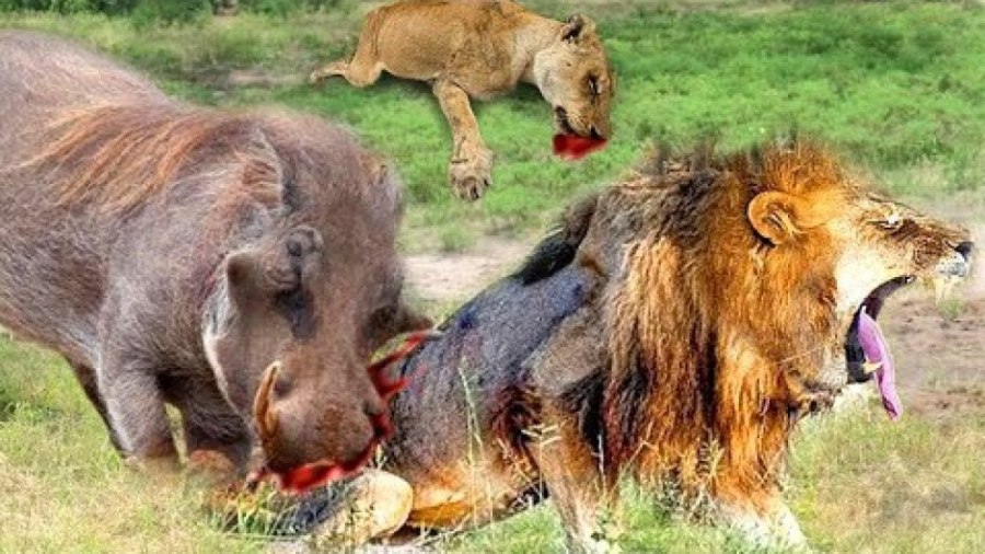 حیات وحش، حمله شیر به گراز انت...