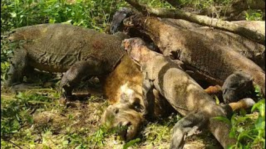 زنده خواری گوساله توسط اژدهای...