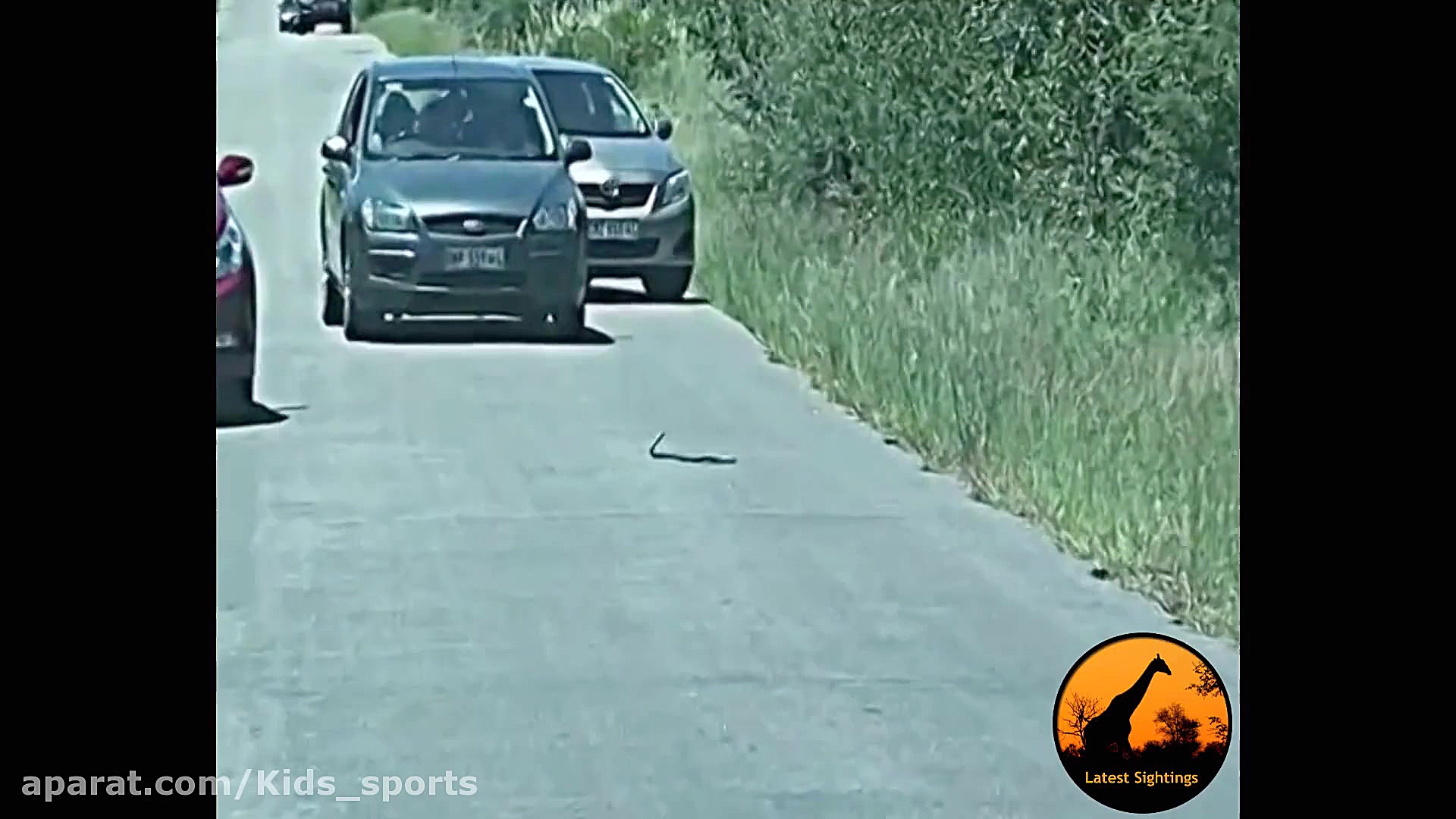 برترین لحظه های حیوانات  حیات...