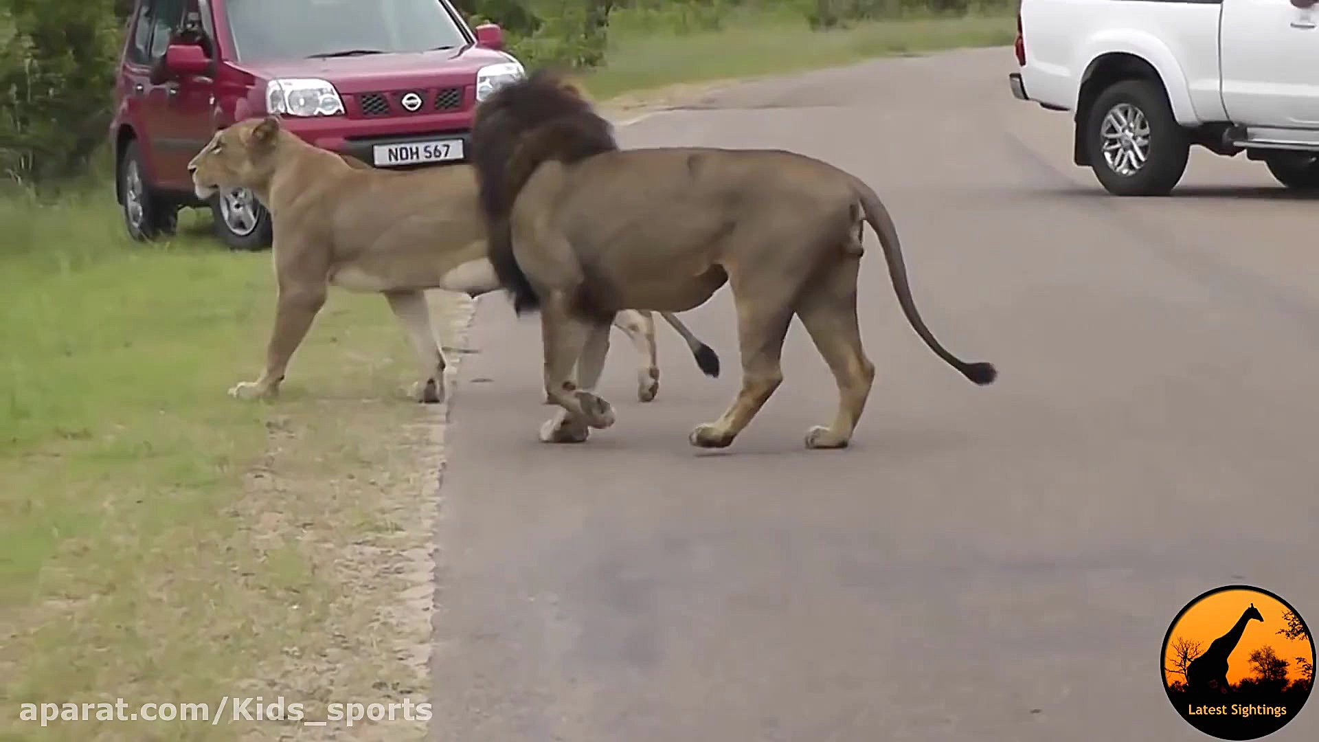 برترین لحظه های حیوانات  حیات...