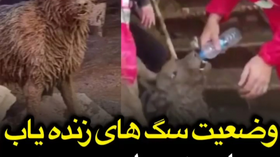 وضعیت سگ های زنده یاب بعد از چ...