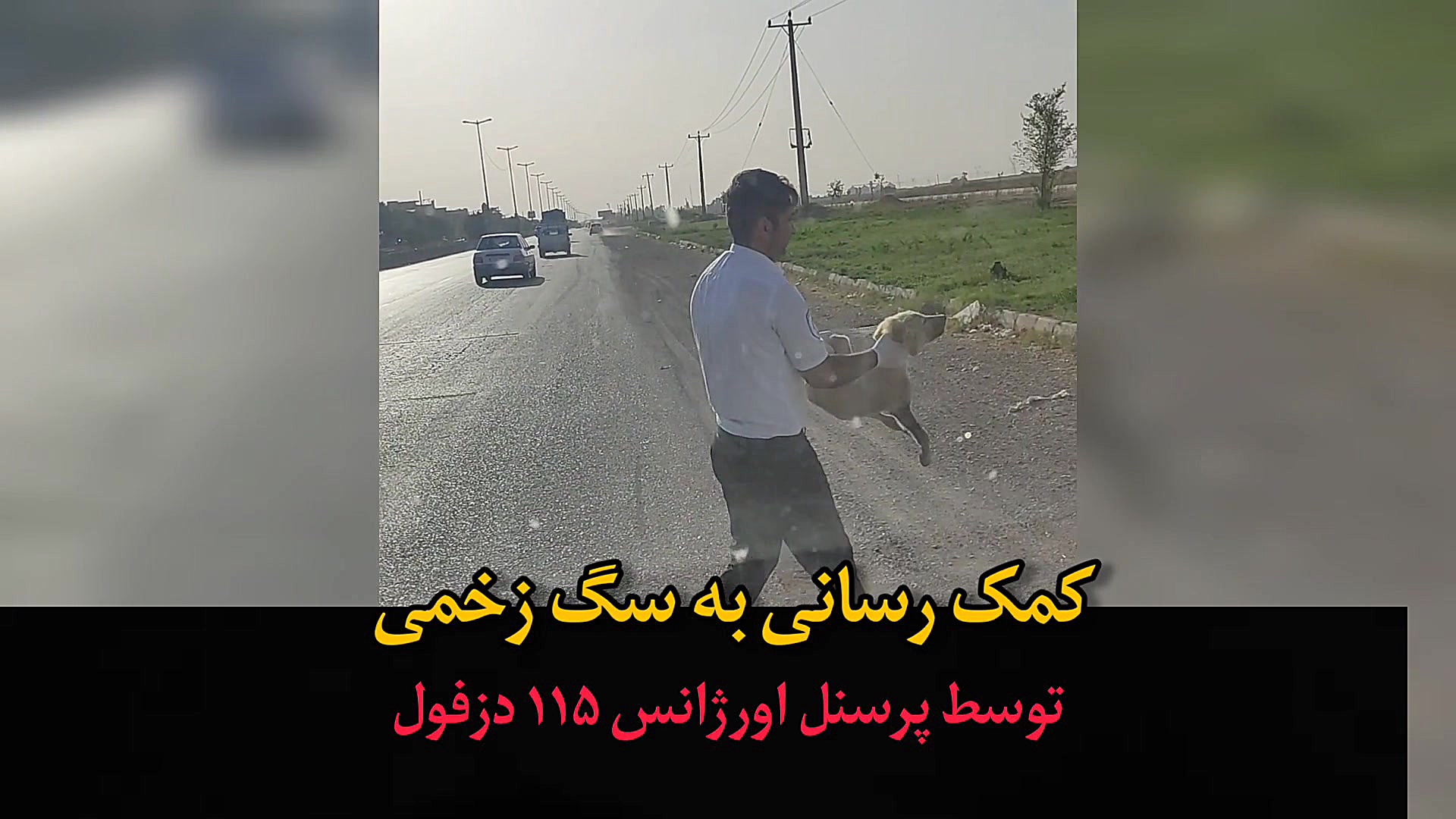 نجات سگ زخمی :: دزفول