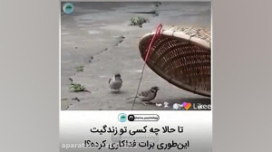 فداکاری گنجشک