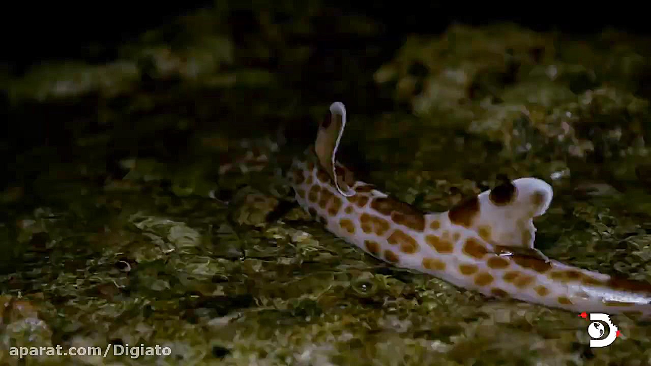 این کوسه عجیب می‌تواند در خشکی...