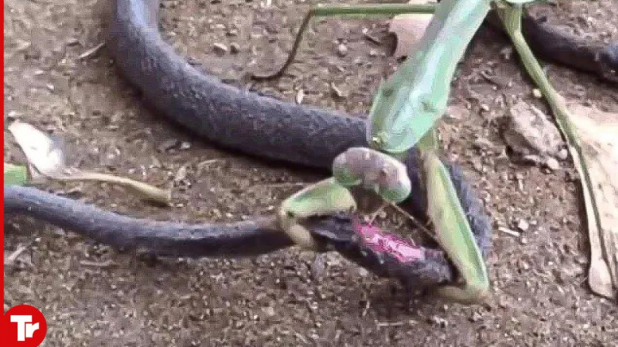 جنگ دیدنی آخوندک با مار  فیلم...