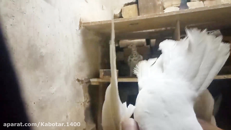 تشخیص کبوتر چایی با کبوتر چاهی...