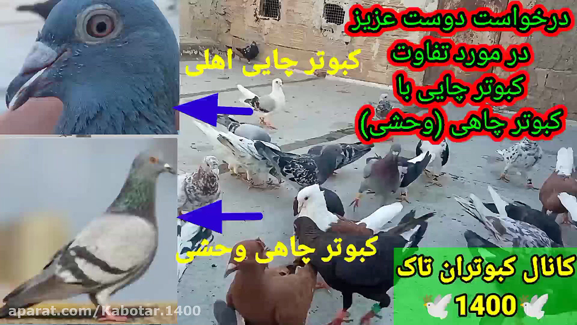 تشخیص کبوتر چایی با کبوتر چاهی...