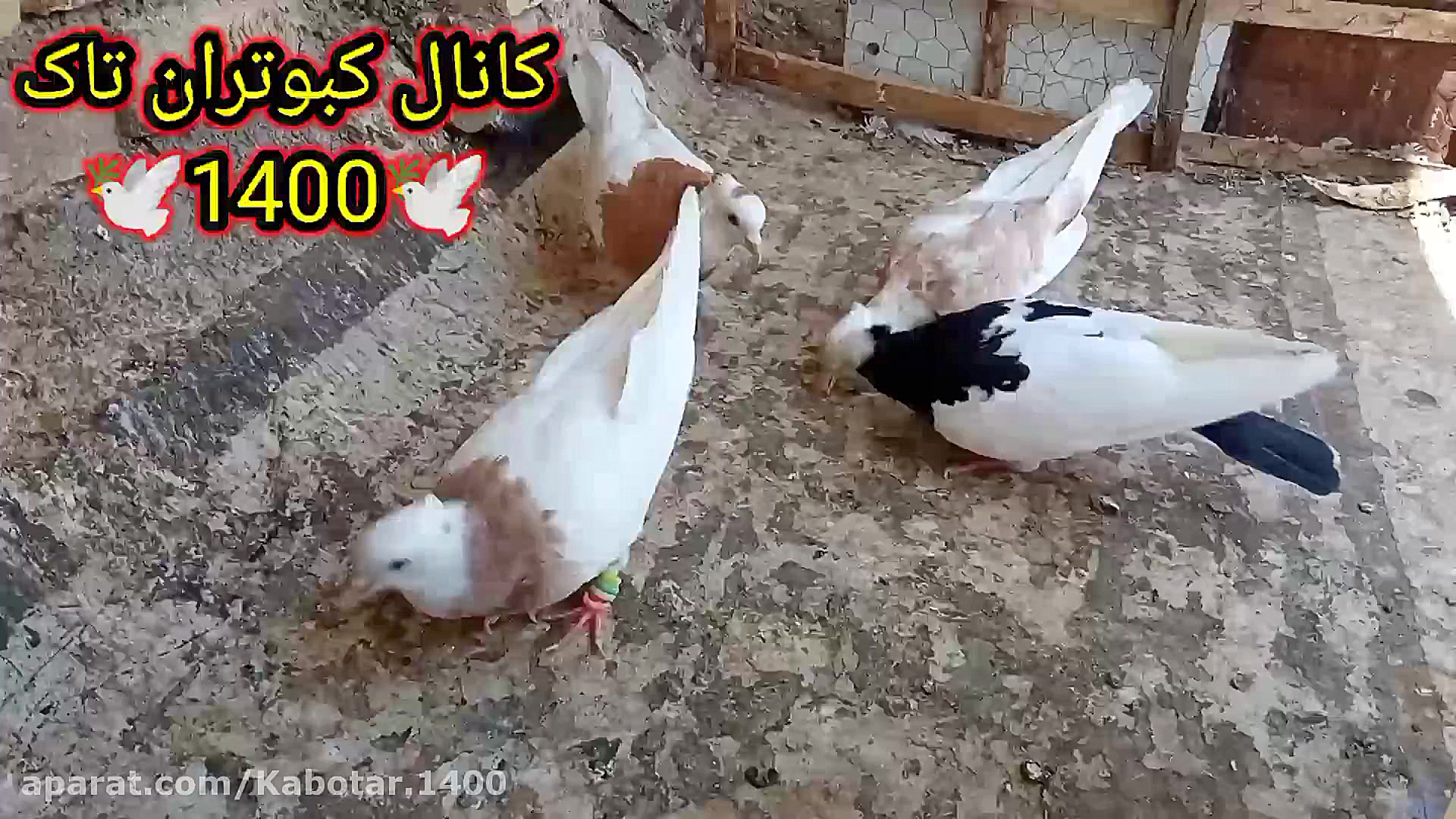 نمایشی از کبوترای طوقی