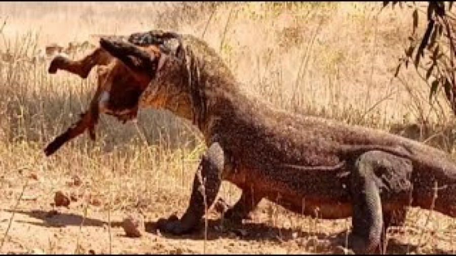 اژدهای کومودو در حال شکار حیوا...