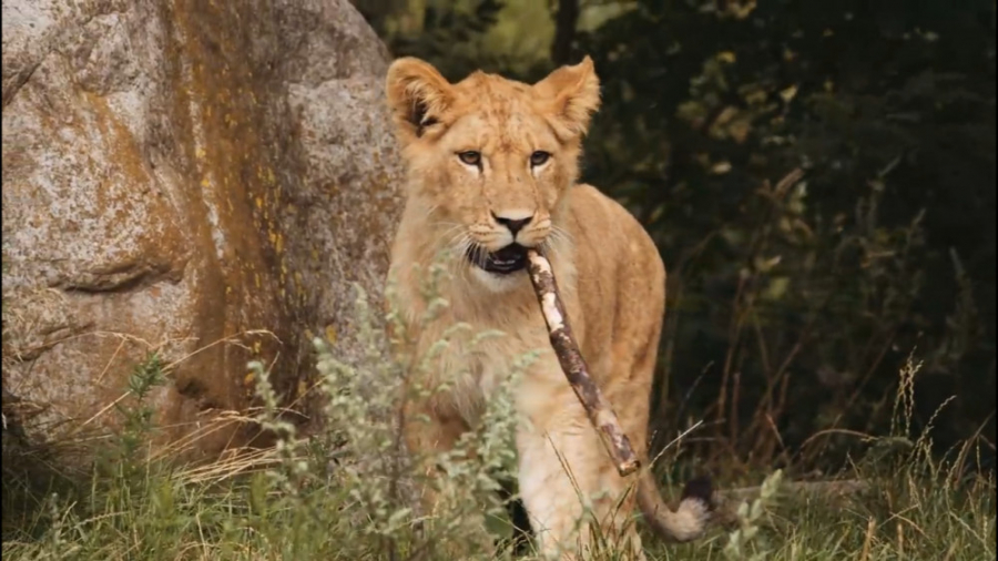 بسیار دیدنی از حیوانات