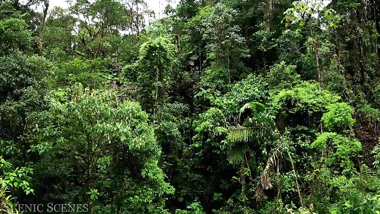 بسیار زیبا از جنگل آرامش بخش آ...