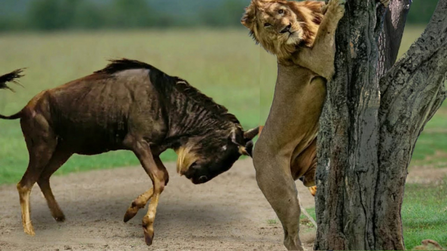 حیوانات نترس و شجاع در مقابل ش...