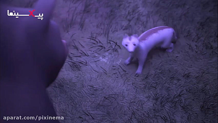 انیمیشن کوتاه &quot;قطبی&quot;...