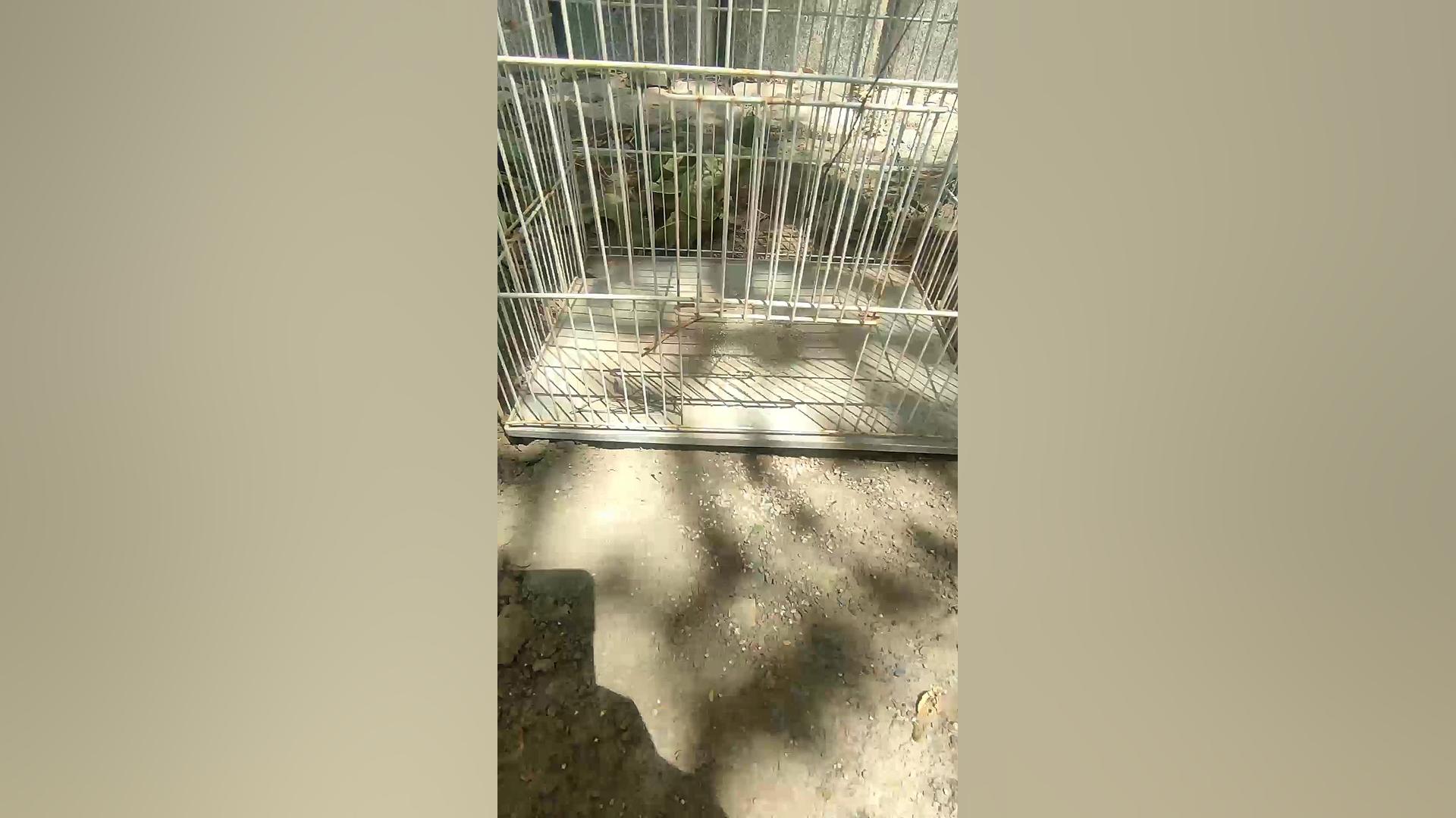 ساخت تله با قفس