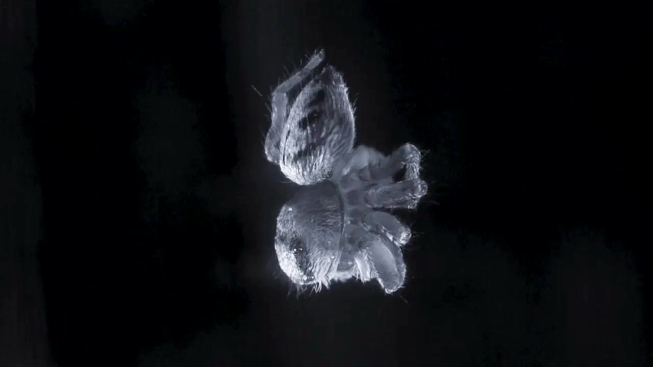 حرکات شبیه به خواب REM در عنکب...