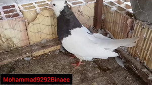 ( نمایشی از جوجه طوقی ها )