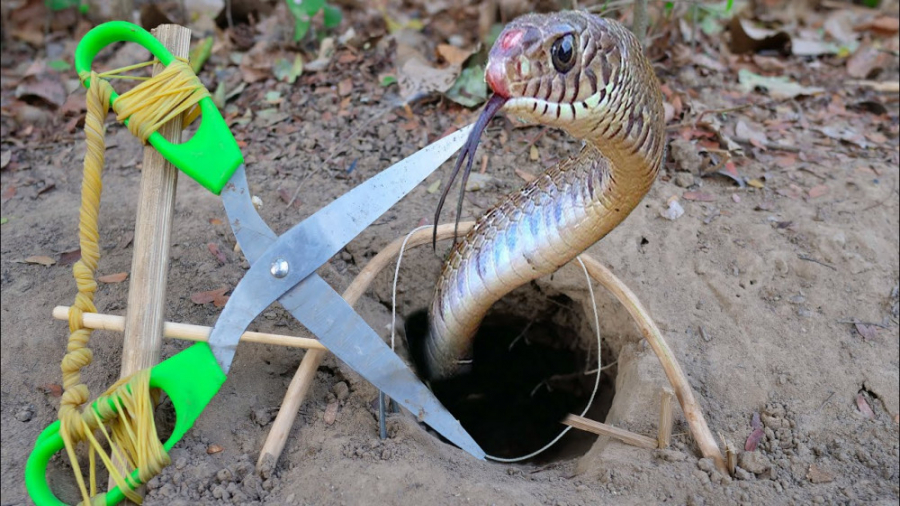 گرفتن مار توسط انسان  تله برای...