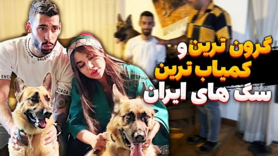 گرون ترین و کمیاب ترین سگ های...