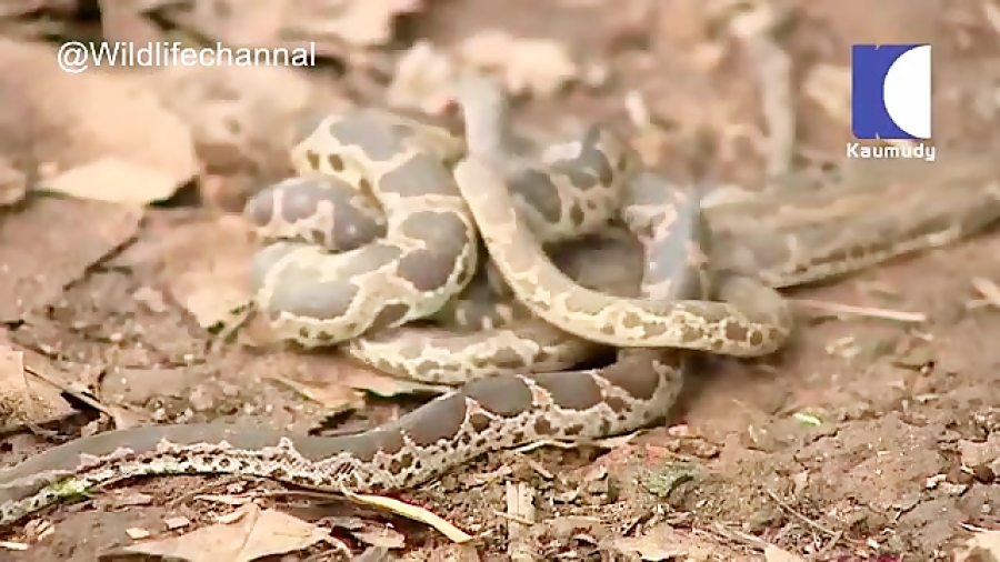 فیلم رازبقا کلیپ حیوانات کلیپی...