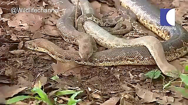 فیلم رازبقا کلیپ حیوانات کلیپی...