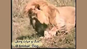 فیلم کلیپ حیوانات کشته شدن دو...