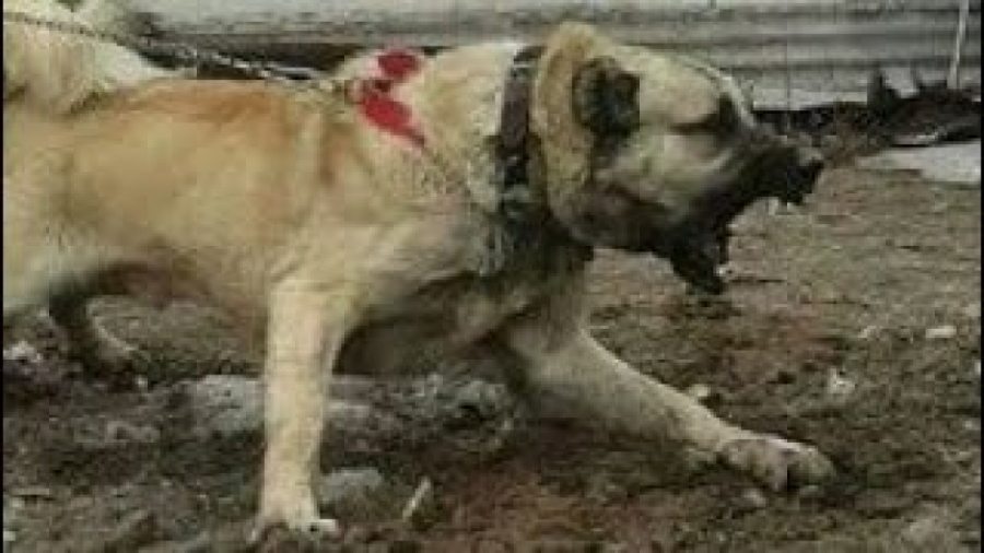 فیلم سگ کانگال  کانگال ترکی  ت...