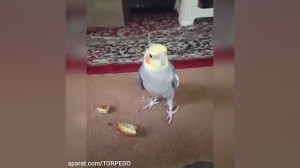 خوندن عروس هلندی حرف زدن عروس...