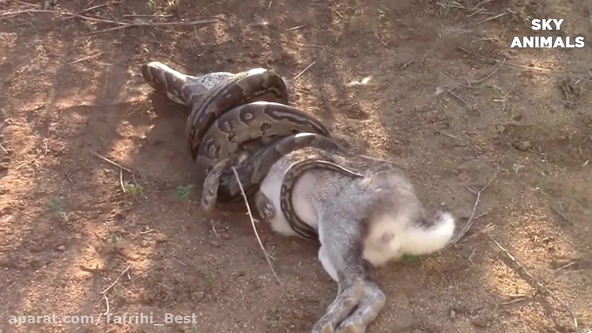 جنگ شیر ها با مار پیتون || حمل...