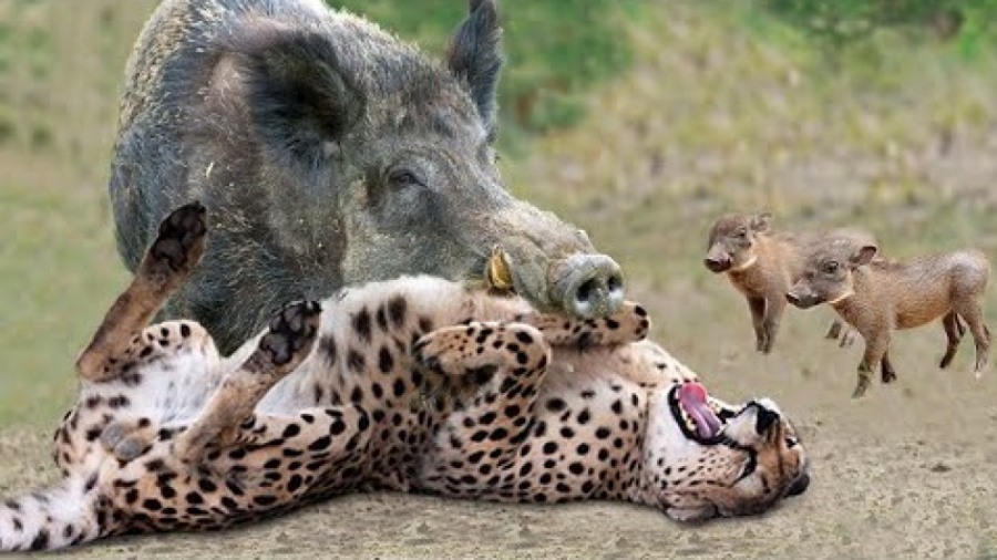 حیات وحش، روز مرگبار گراز حمله...