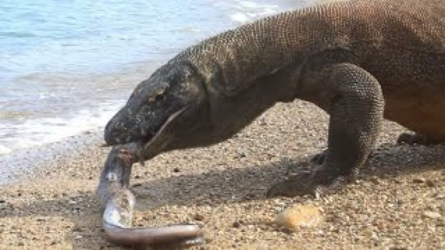 اژدهای کومودو زنده خوردن حیوان...