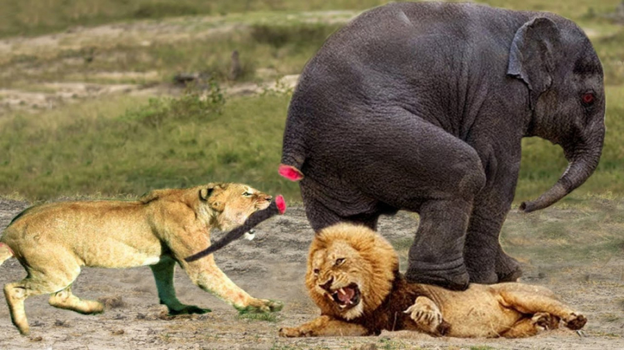 شیر ها و فیل  جنگ حیوانات وحشی...
