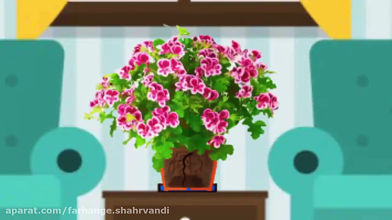 شرایط نگهداری گیاهان آپارتمانی