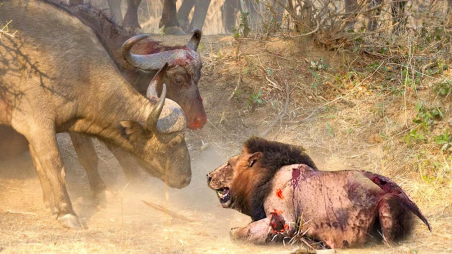 شیر هنگام رویارویی با بوفالو ش...