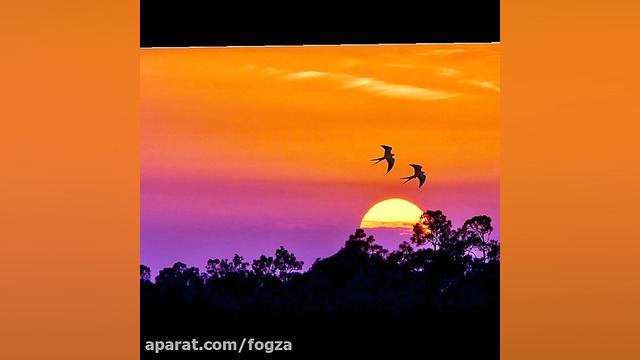 پرستوهای عاشق ، تورج شعبانخانی