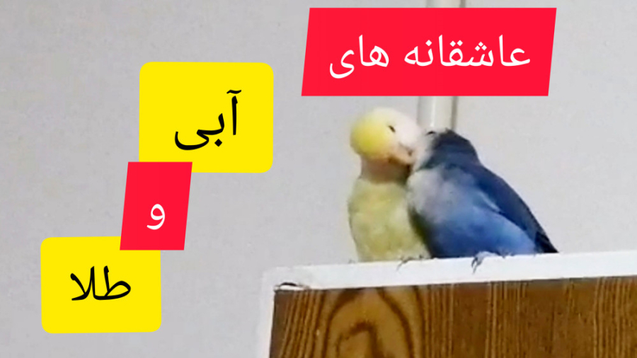 ابراز علاقه آبی به طلا! طوطی های مولد