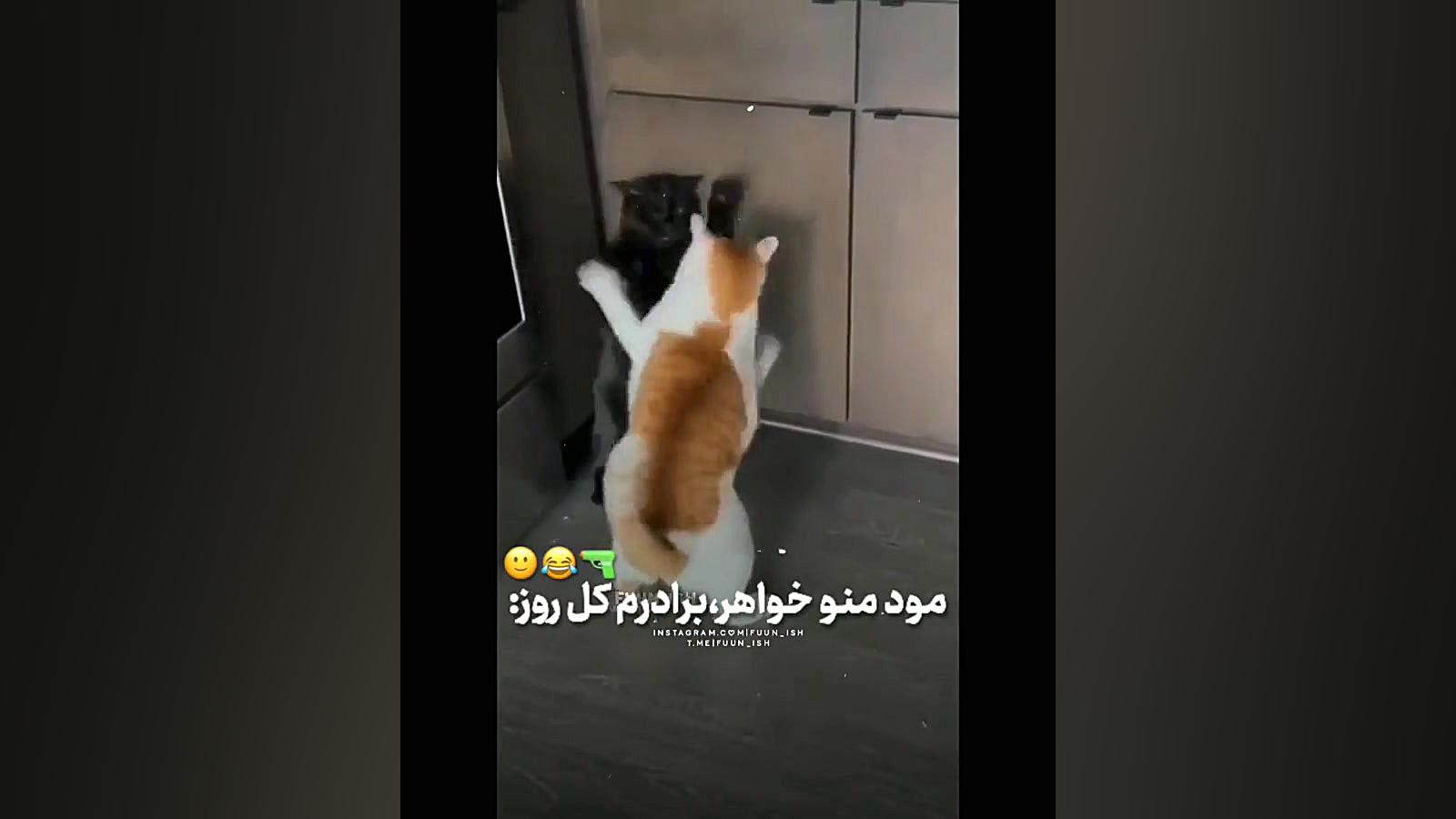 مود خواهر و برادرا