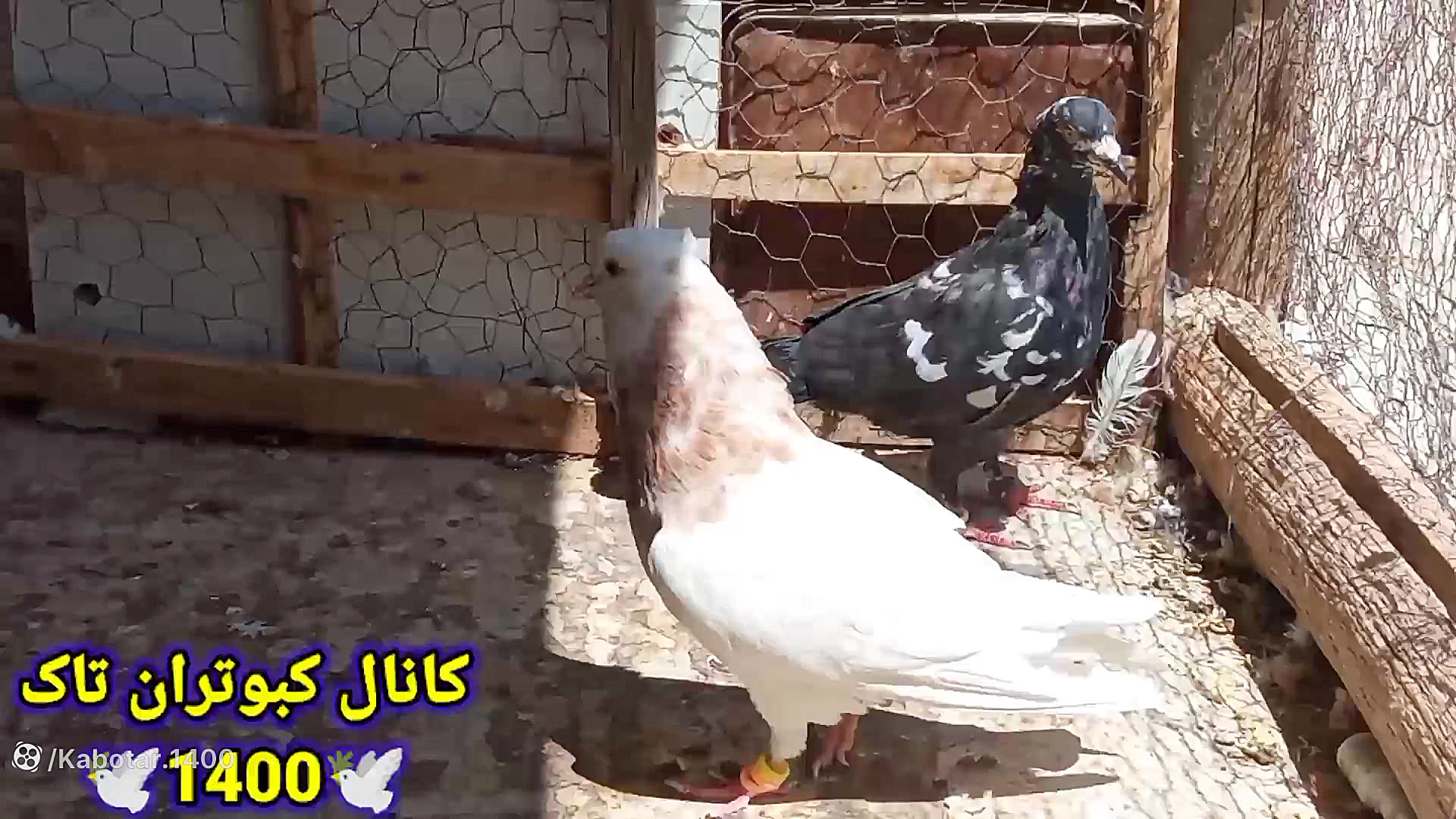 نمایشی از خوندن سرخ دم سفید و...