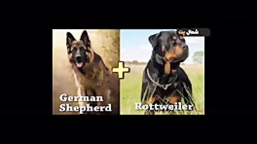 نتیجهی جفت گیری سگ ژرمن شپرد ب...