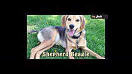 نتیجهی جفت گیری سگ ژرمن شپرد ب...