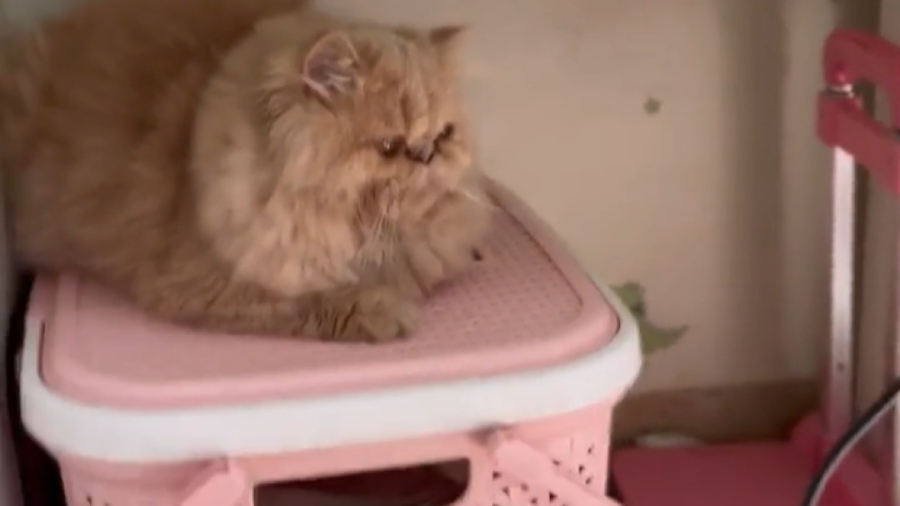 و باز هم درخواستی از کافی ( گر...