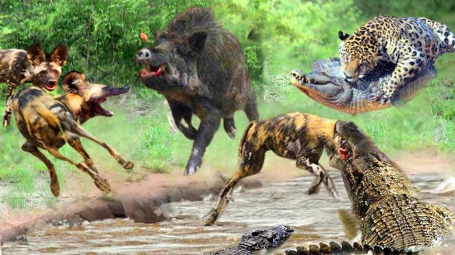 گراز ها ، سگ های وحشی ، کروکود...