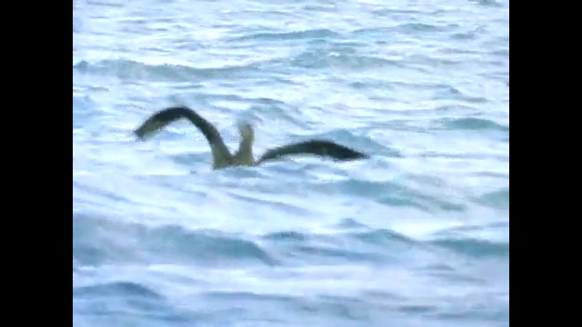 شكار پرنده توسط كوسه ببری